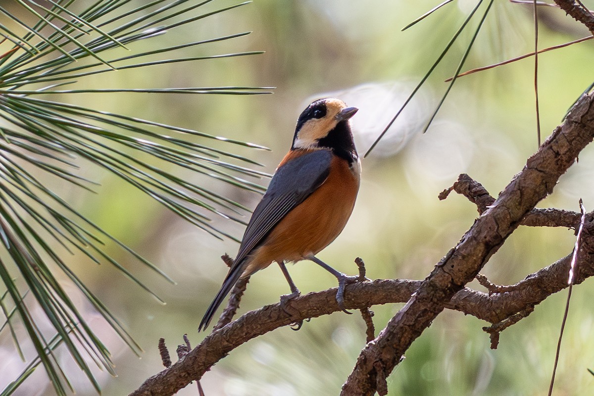 Varied Tit - ML643768168