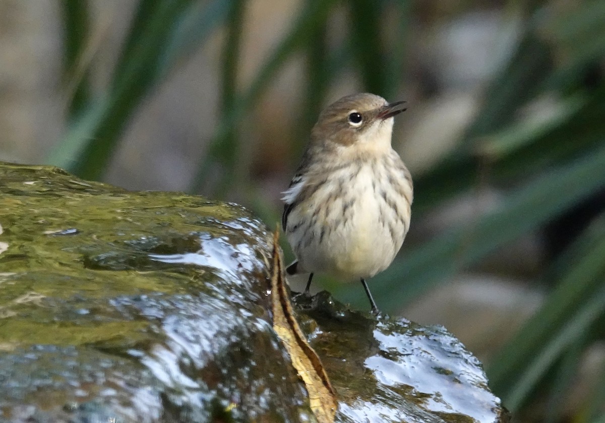 Yellow-rumped Warbler (Myrtle) - ML643768172