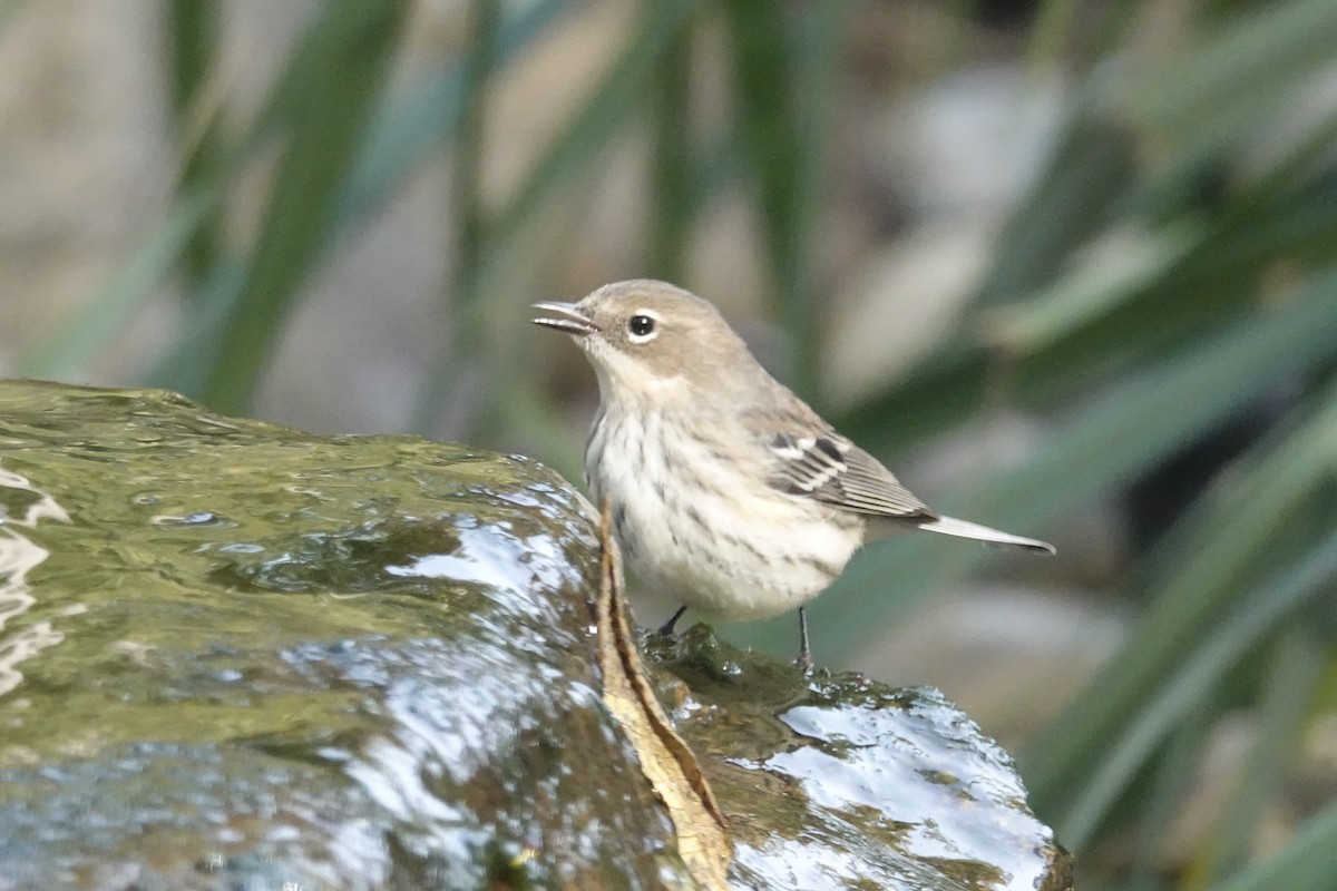 Yellow-rumped Warbler (Myrtle) - ML643768173