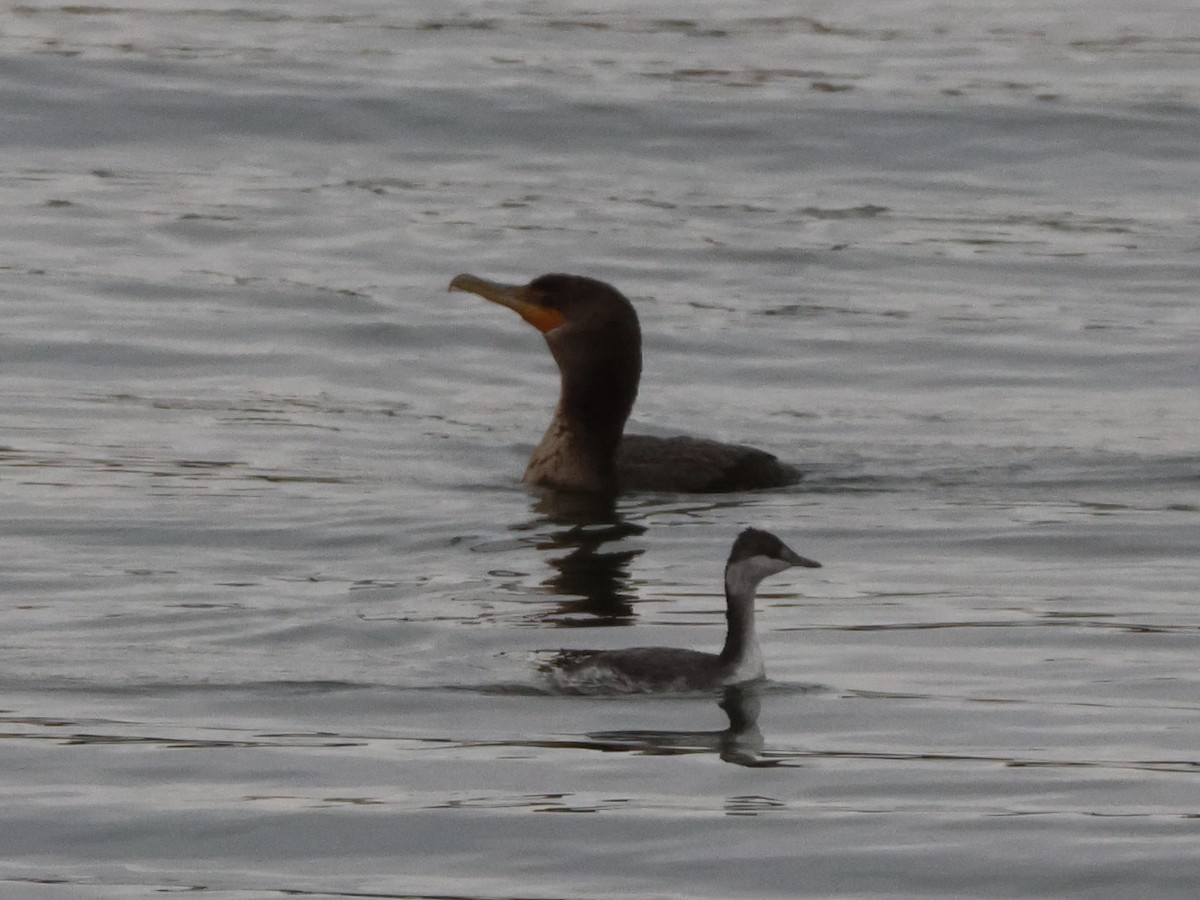 Cormoran à aigrettes - ML643768188