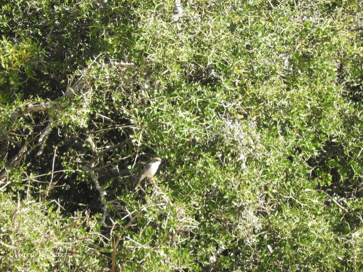 Fiscal Flycatcher - ML643768191