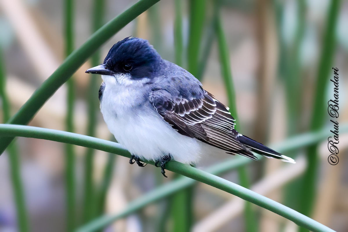 Eastern Kingbird - ML643768206