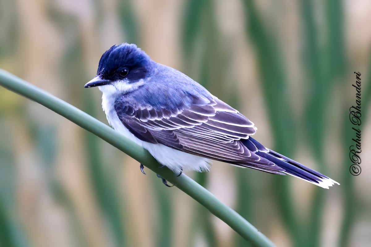 Eastern Kingbird - ML643768207