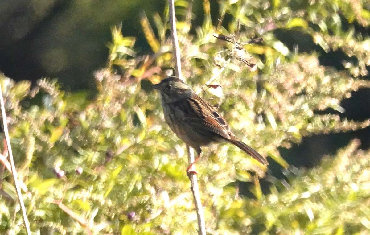 Swamp Sparrow - ML643768209
