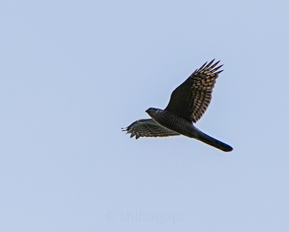 Eurasian Sparrowhawk - ML643768232