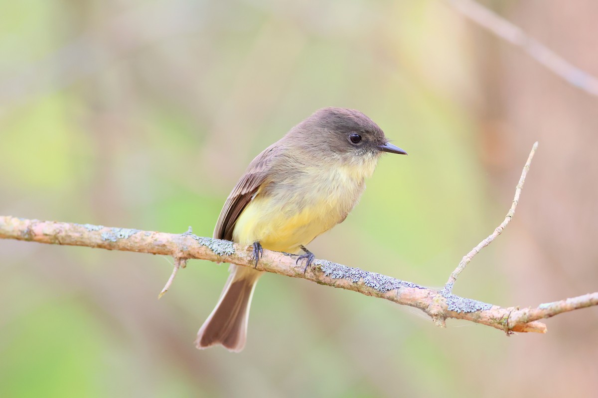 Eastern Phoebe - ML643768238