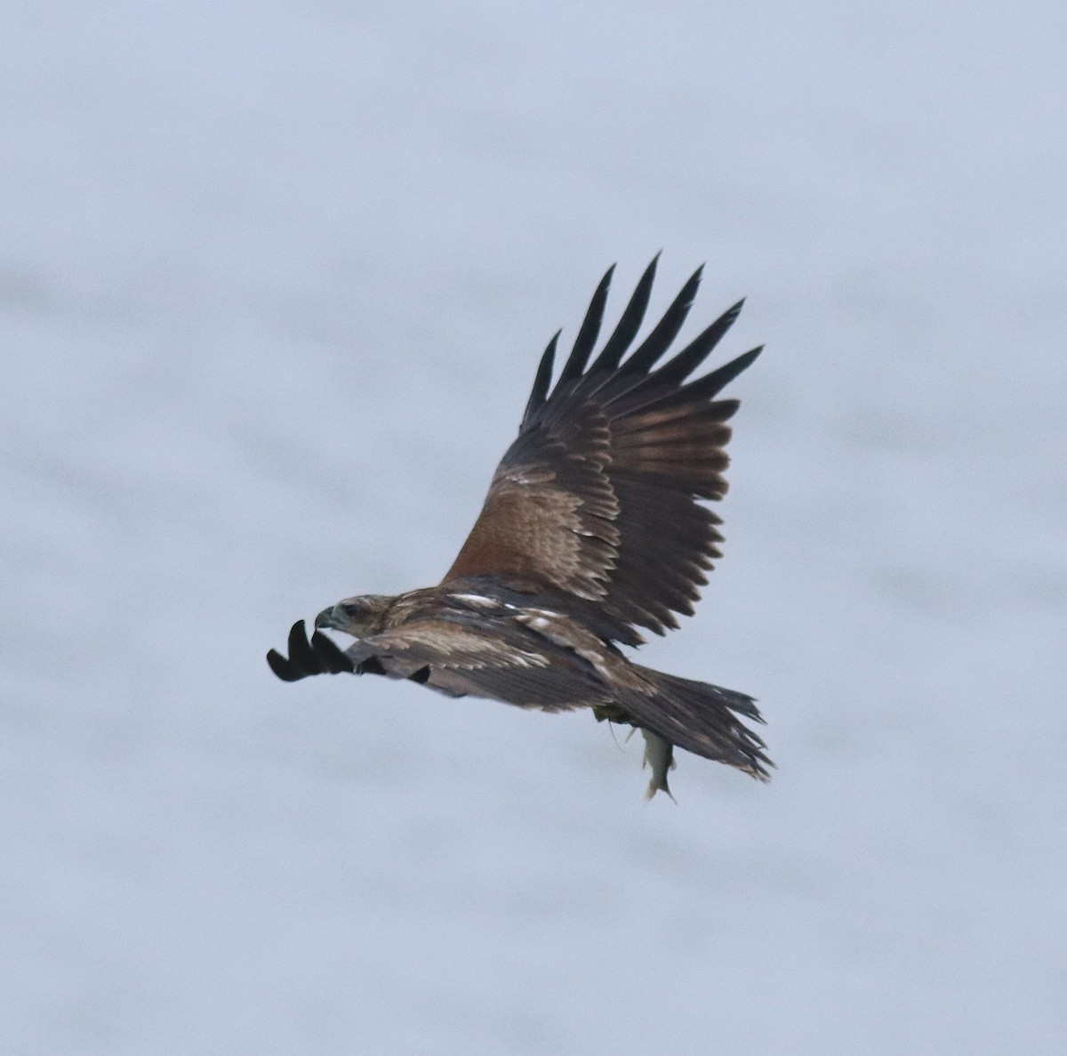 Brahminy Kite - ML643768241