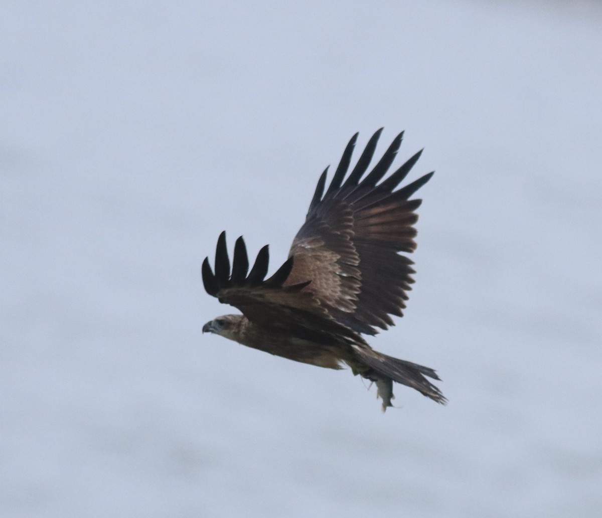 Brahminy Kite - ML643768242