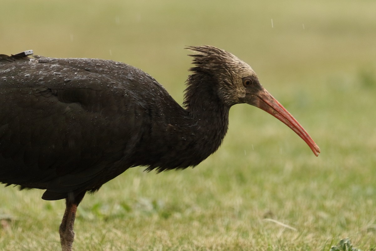 Ibis chauve - ML643768244