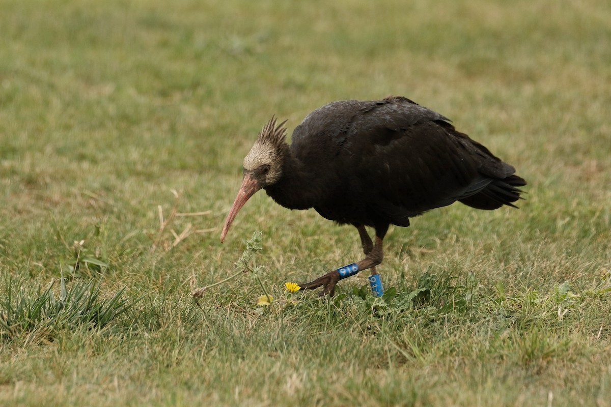 Ibis chauve - ML643768245