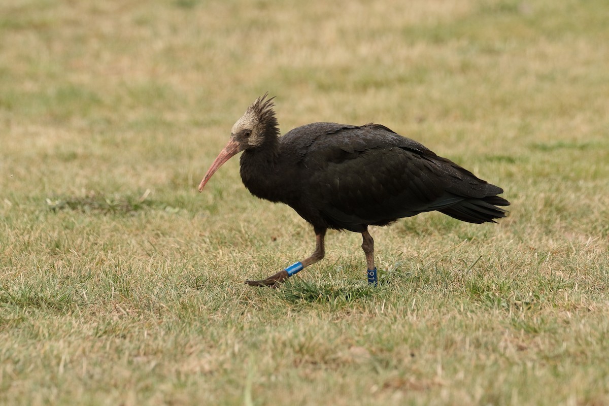 Ibis chauve - ML643768247