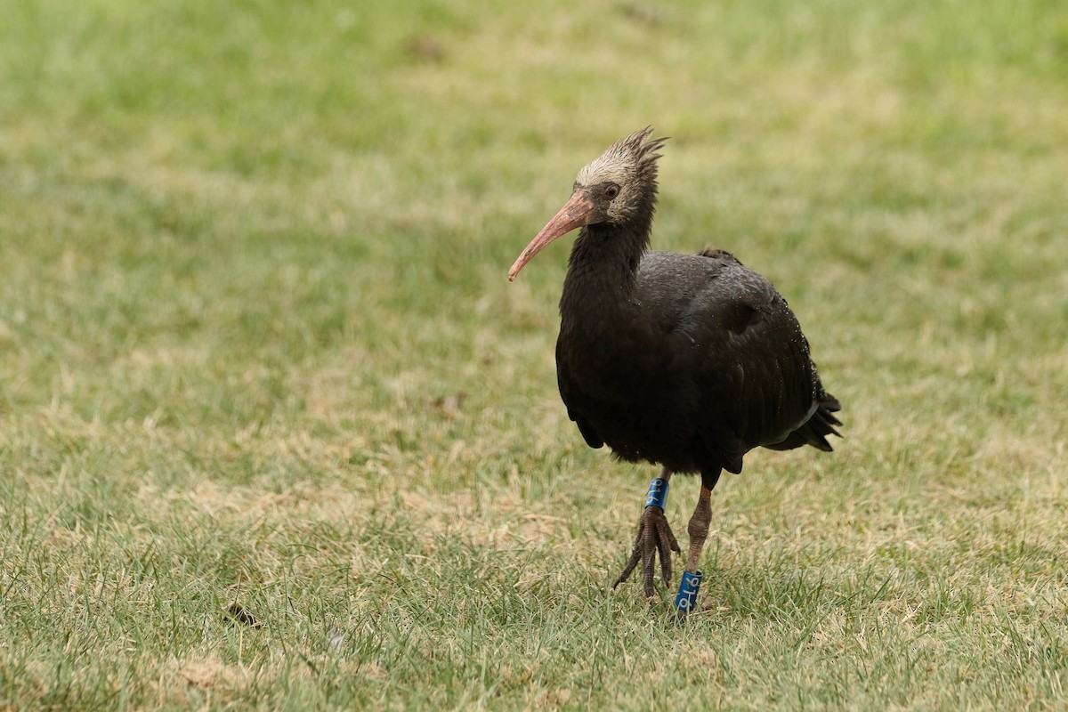 Ibis chauve - ML643768248