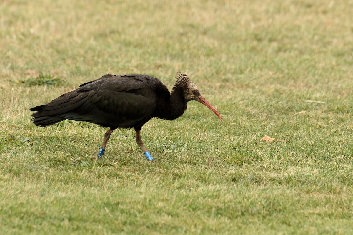 Ibis chauve - ML643768249