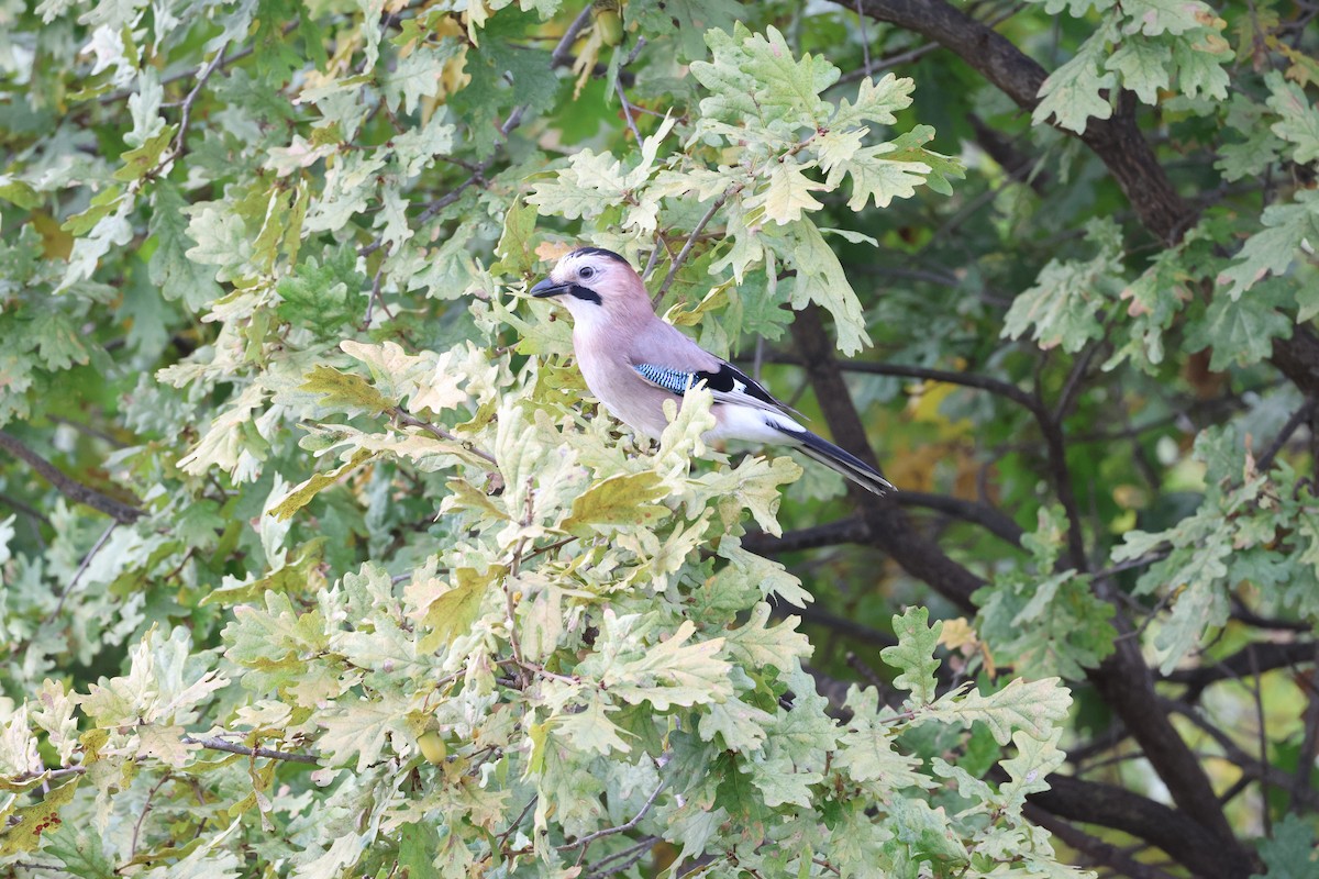 Eurasian Jay - ML643768250