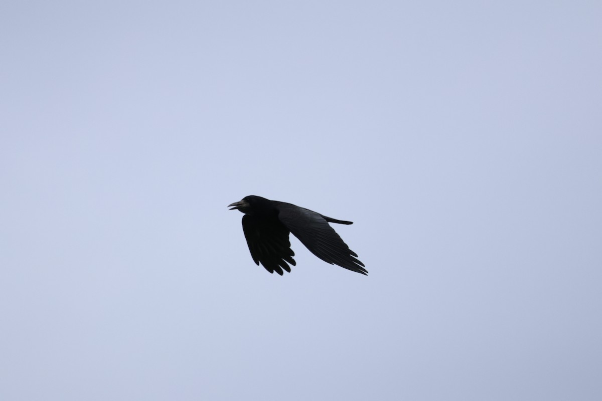 Corbeau freux - ML643768259