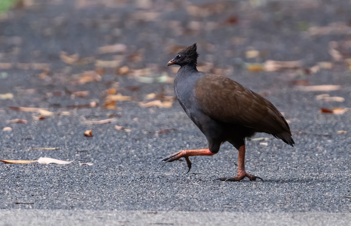 Orange-footed Megapode - ML643768283