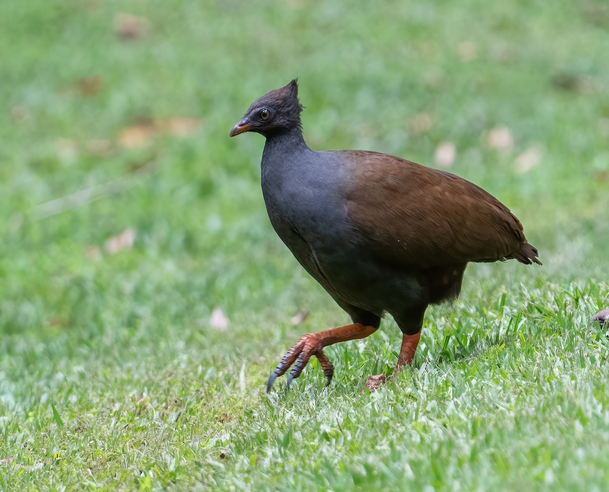 Orange-footed Megapode - ML643768284