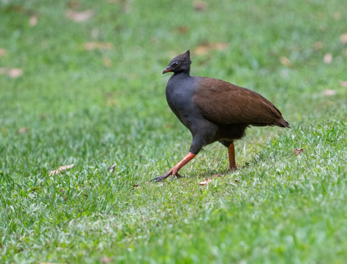 Orange-footed Megapode - ML643768285