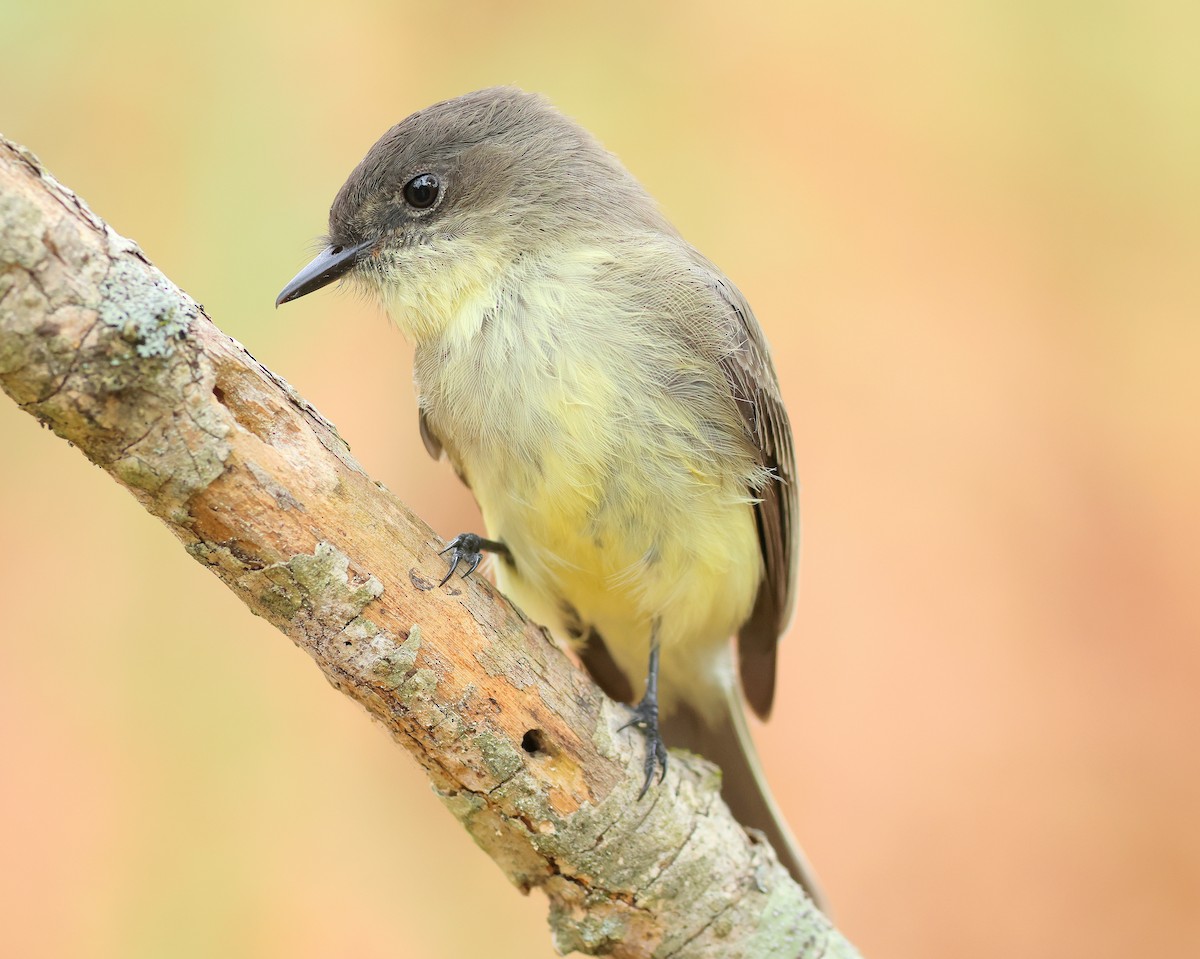 Eastern Phoebe - ML643768289