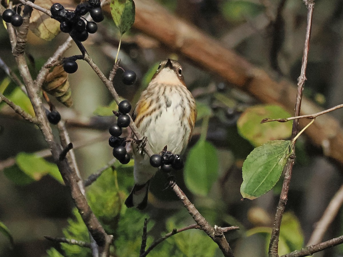 Yellow-rumped Warbler - ML643768290