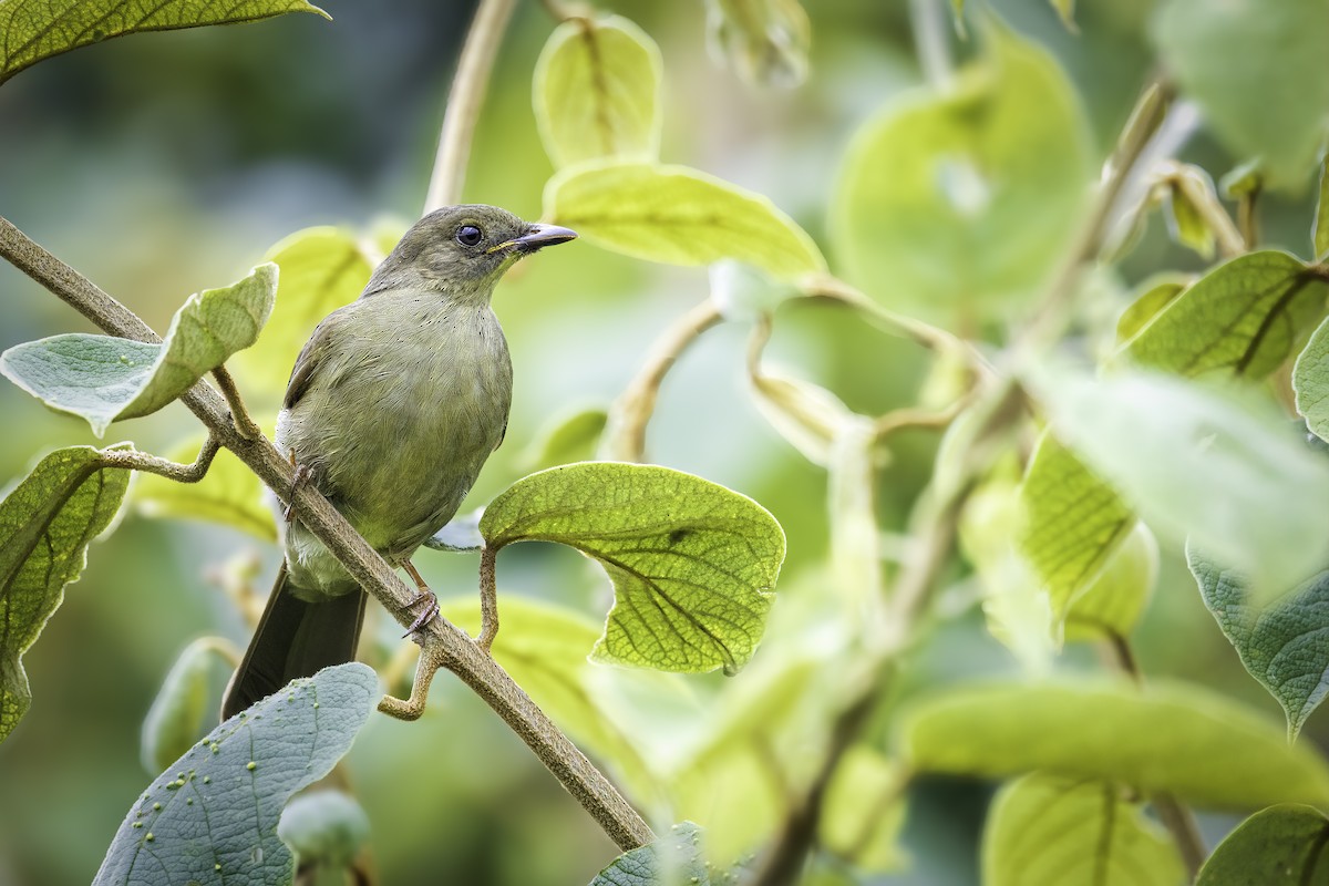Yellow-whiskered Greenbul - ML643768291