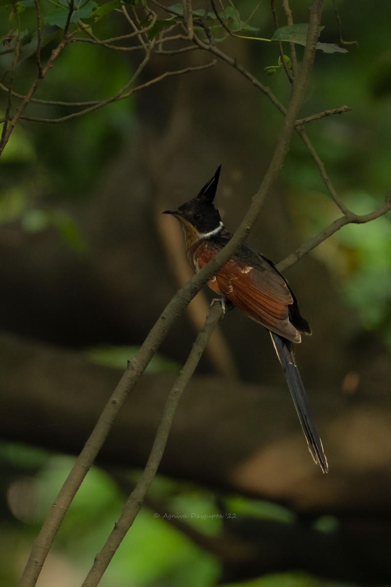 Chestnut-winged Cuckoo - ML643768292