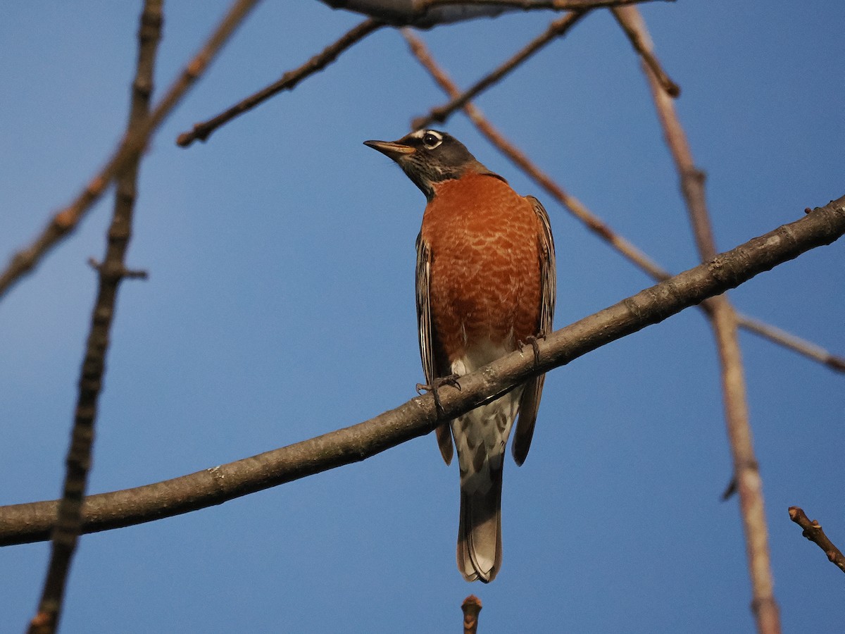 American Robin - ML643768294
