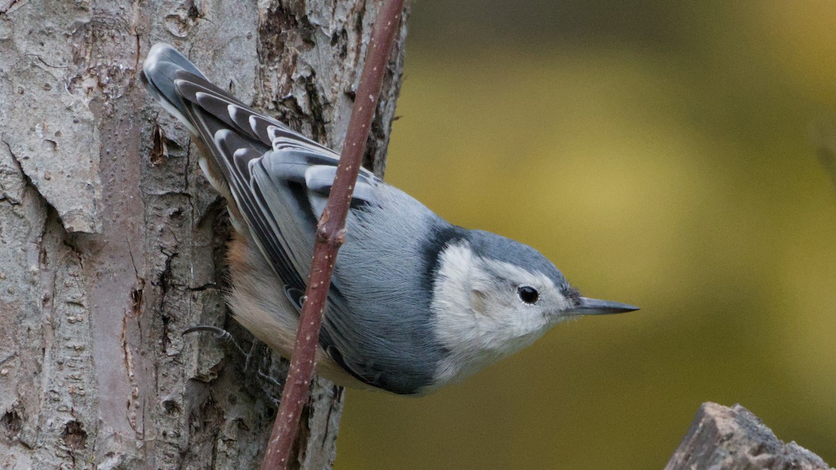 White-breasted Nuthatch - ML643768303