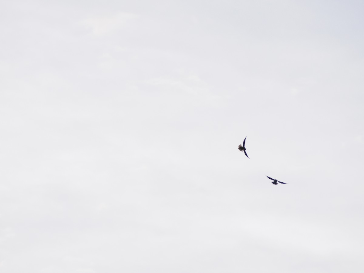 Peregrine Falcon - ML643768306