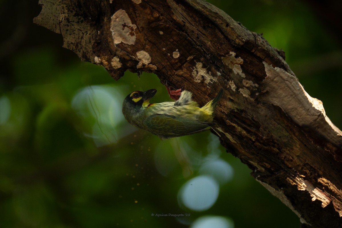 Coppersmith Barbet - ML643768311