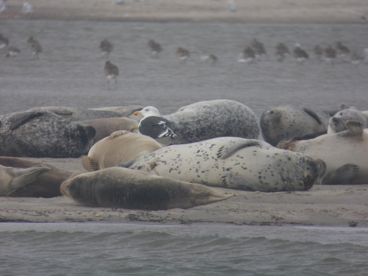 Great Black-backed Gull - ML643768312