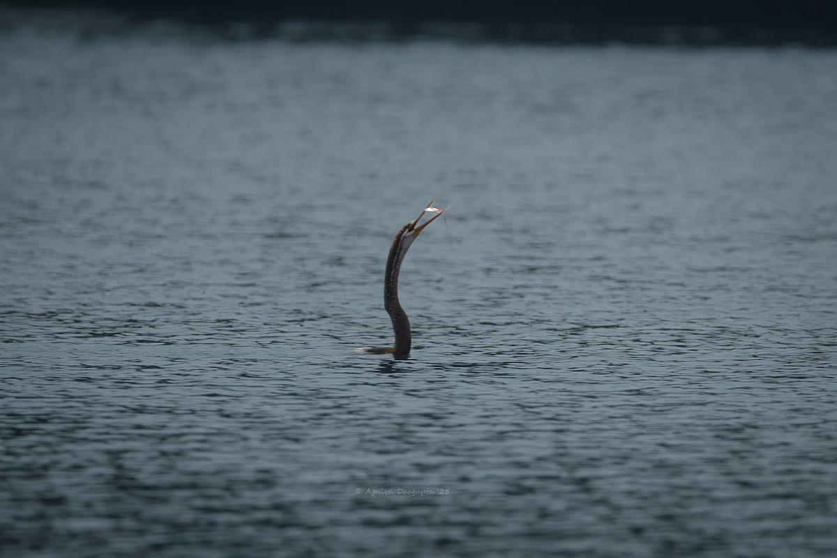 Oriental Darter - ML643768323