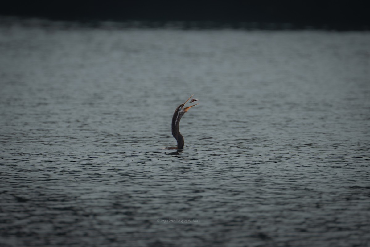 Oriental Darter - ML643768324