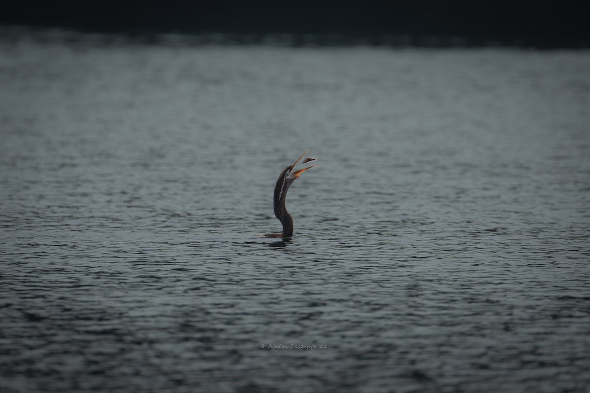 Oriental Darter - ML643768325