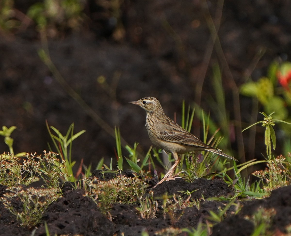 Blyth's Pipit - ML643768326