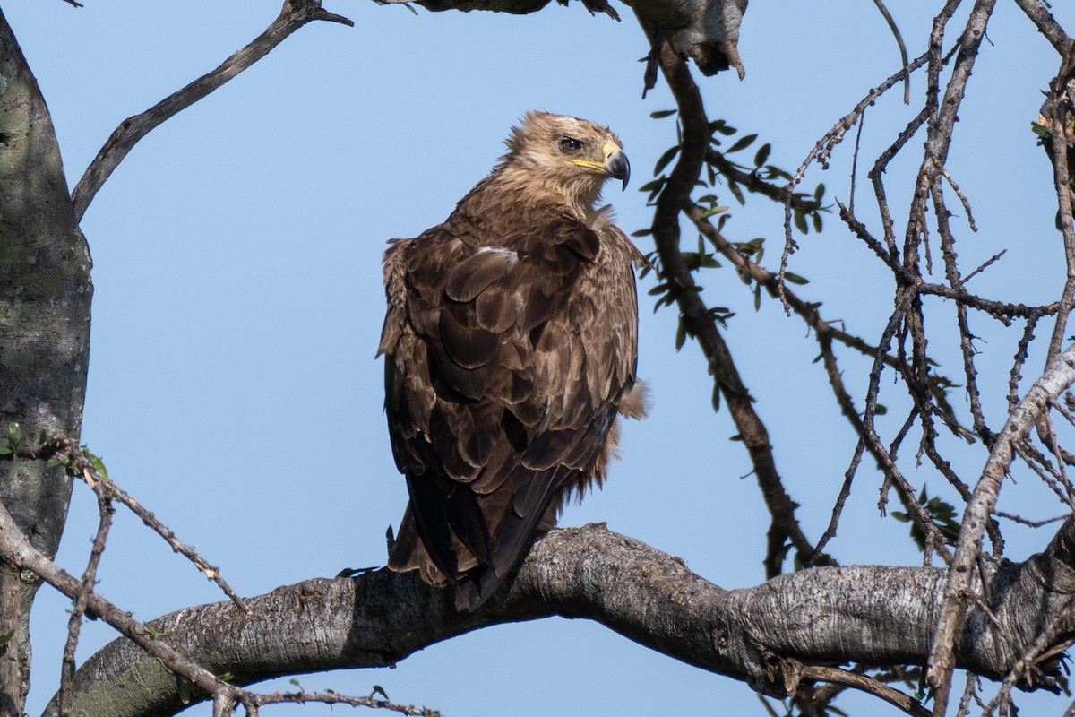 Tawny Eagle - ML643768340