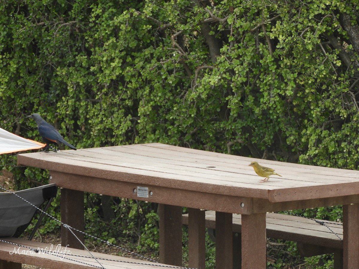 Red-winged Starling - ML643768341