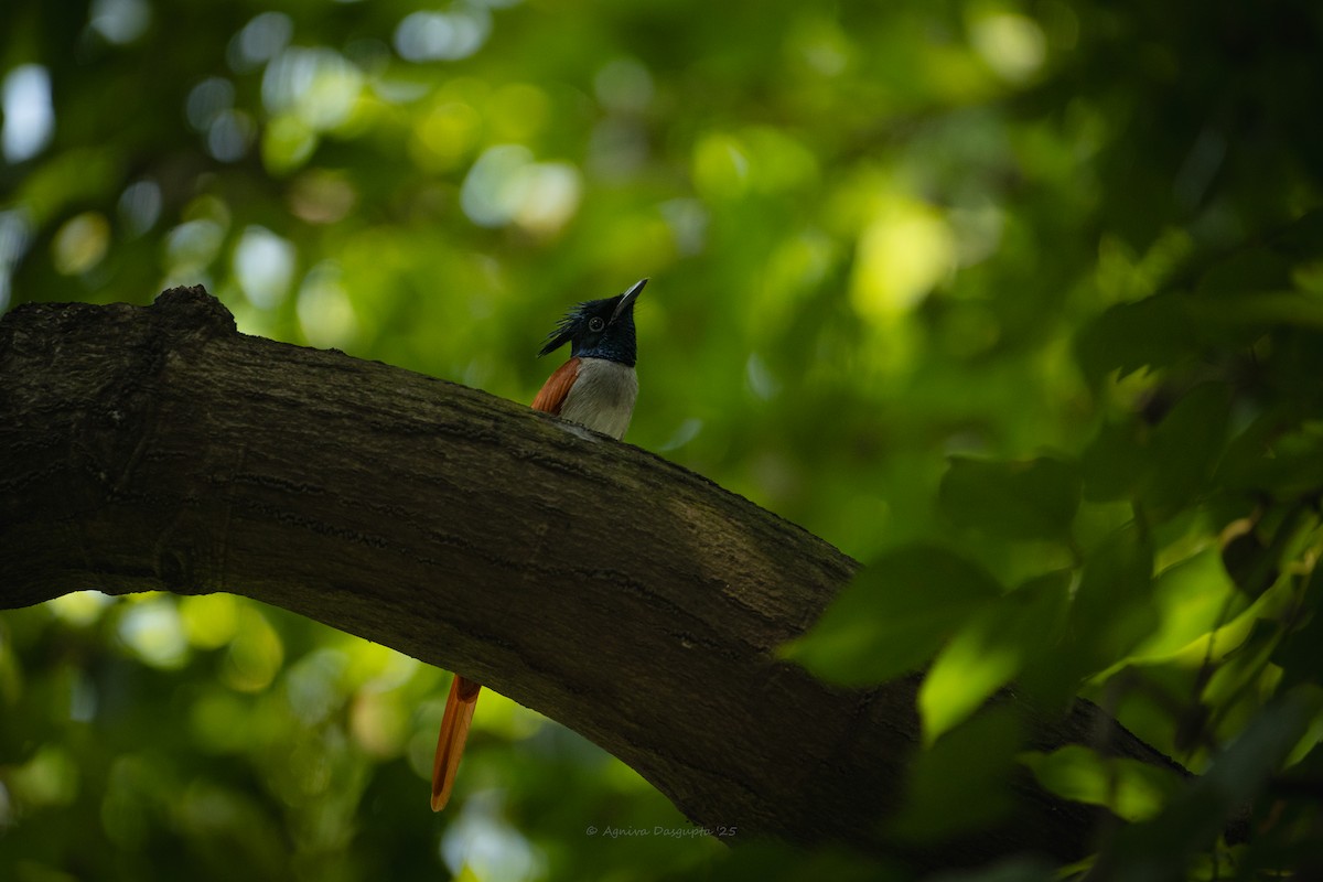 Indian Paradise-Flycatcher - ML643768347