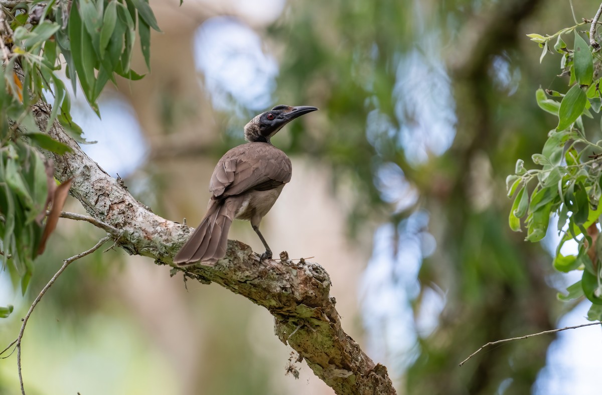 Helmeted Friarbird - ML643768358