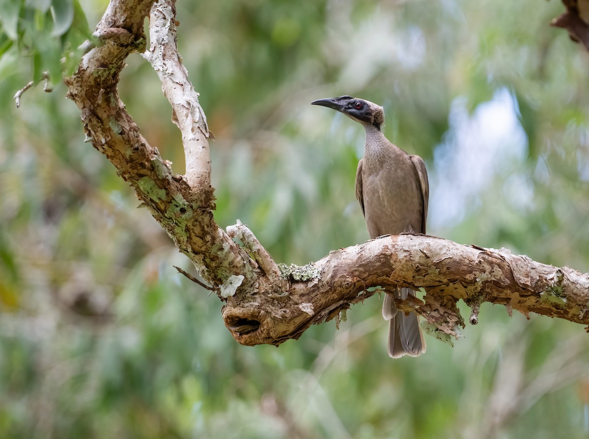 Helmeted Friarbird - ML643768359