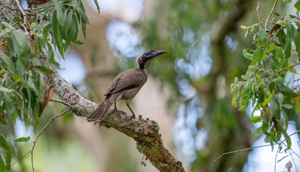 Helmeted Friarbird - ML643768360
