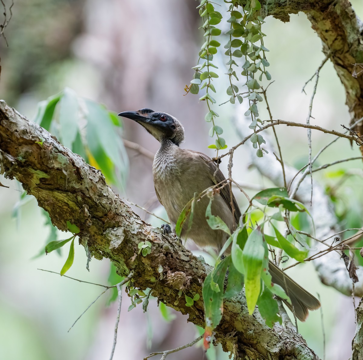 Helmeted Friarbird - ML643768361