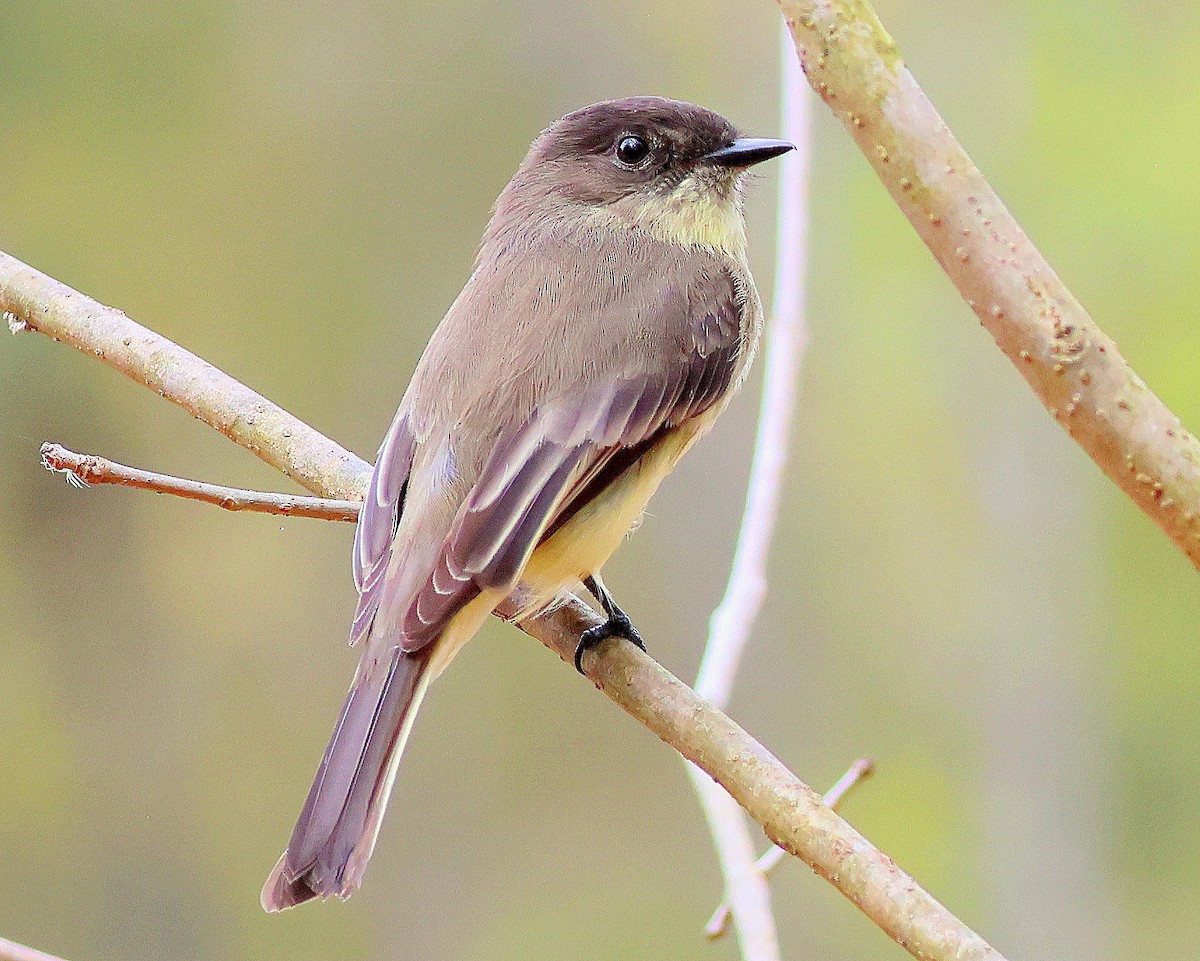 Eastern Phoebe - ML643768364