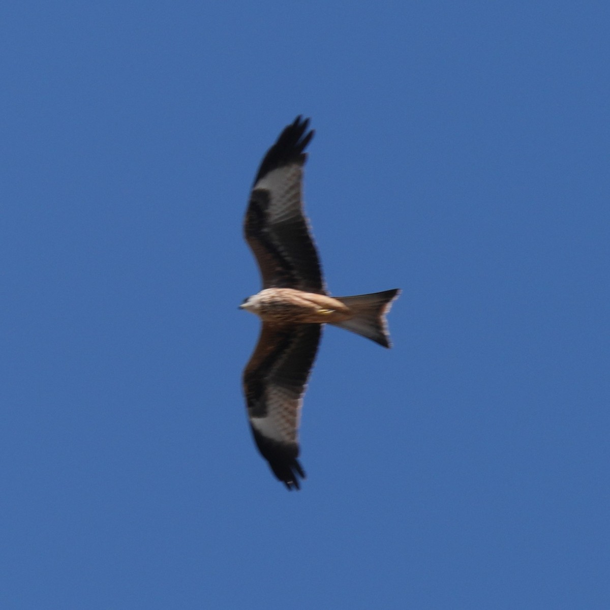 Red Kite - ML643768368