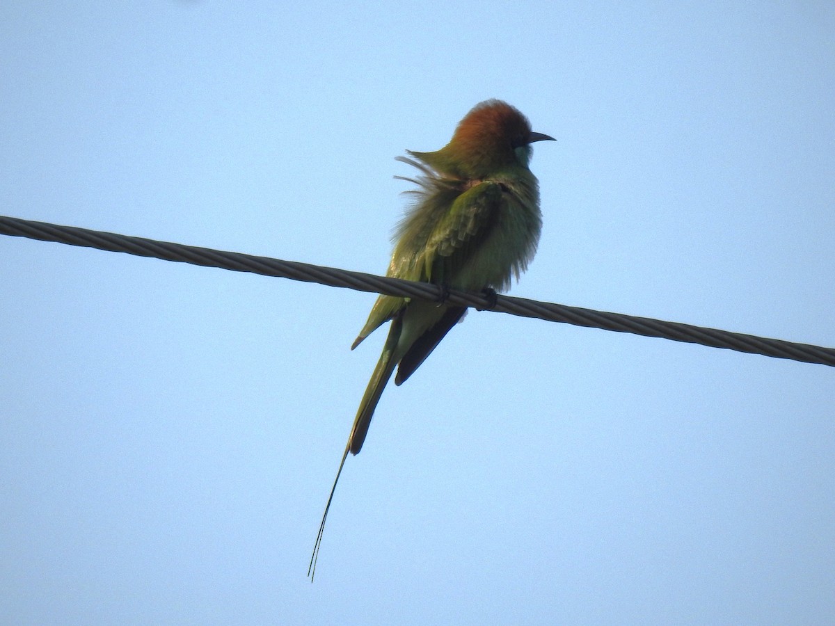 Asian Green Bee-eater - ML643768397