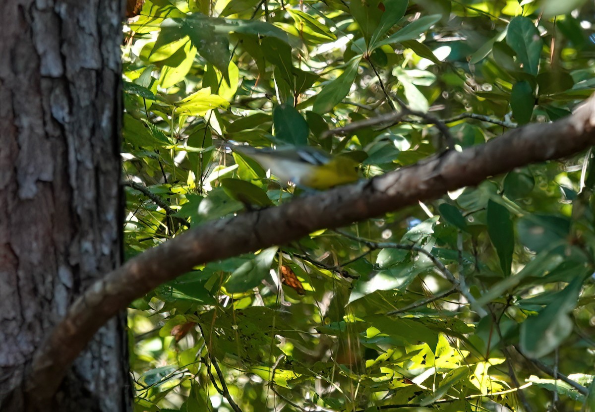 Yellow-throated Vireo - ML643768406
