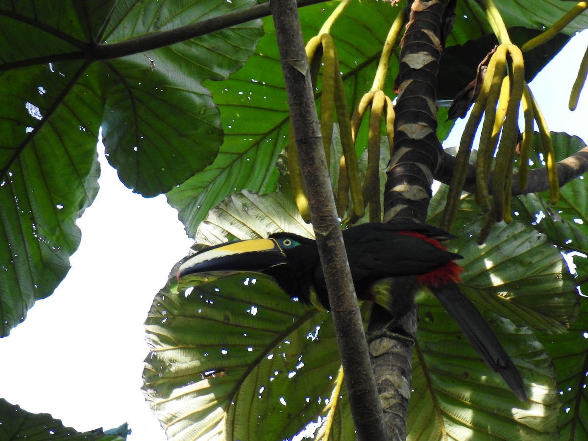 Many-banded Aracari - ML643768409