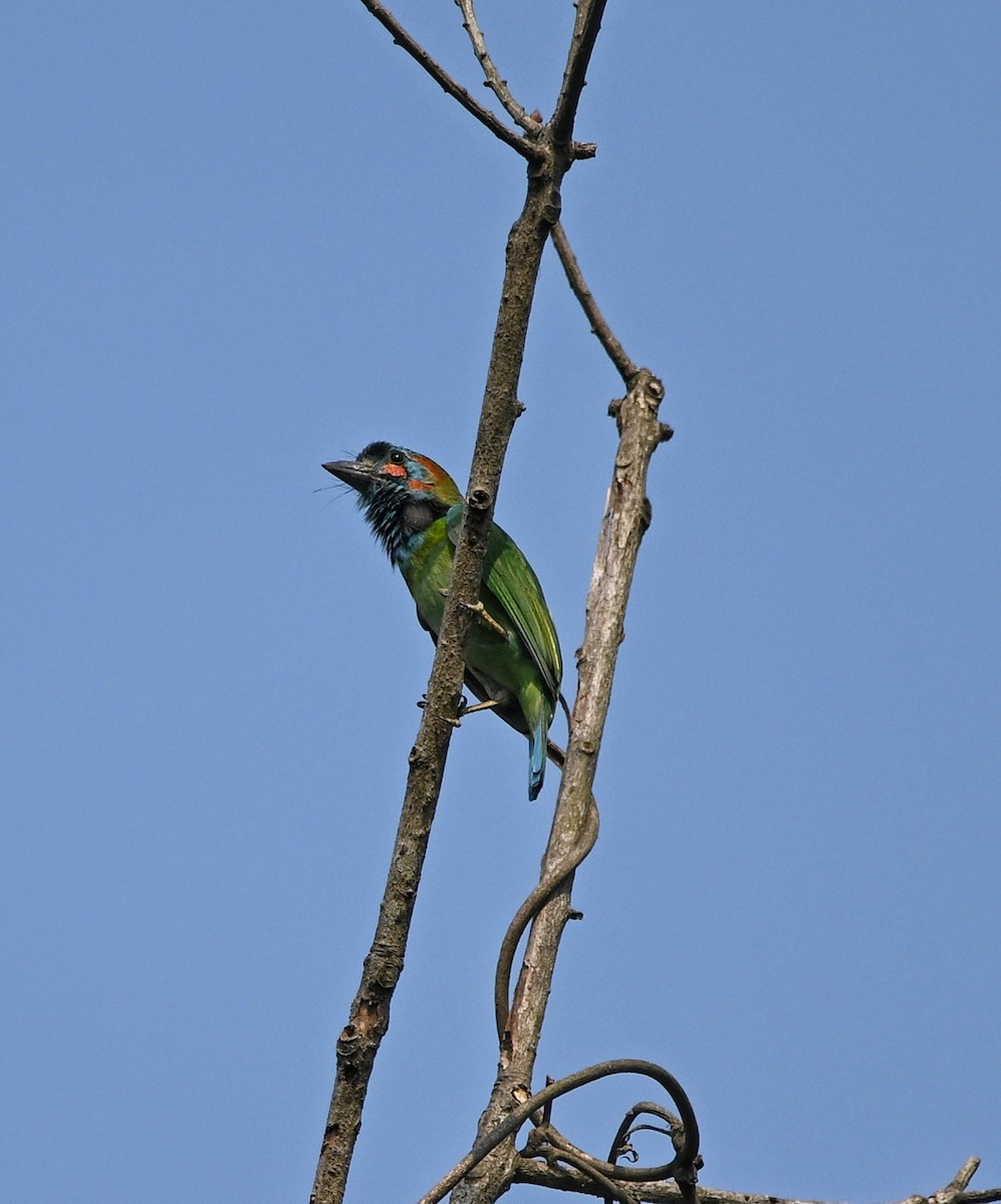 Blue-eared Barbet - ML643768417