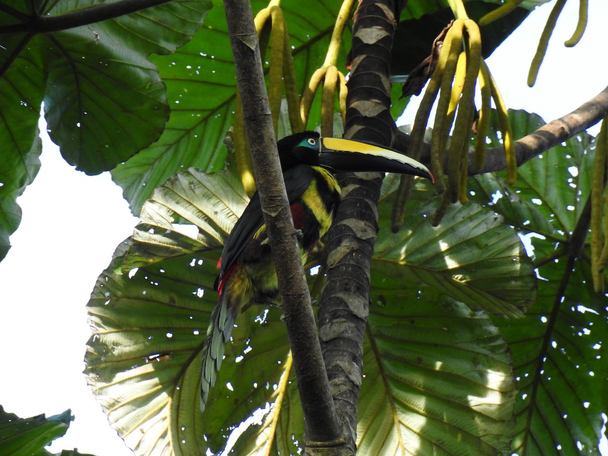 Many-banded Aracari - ML643768420