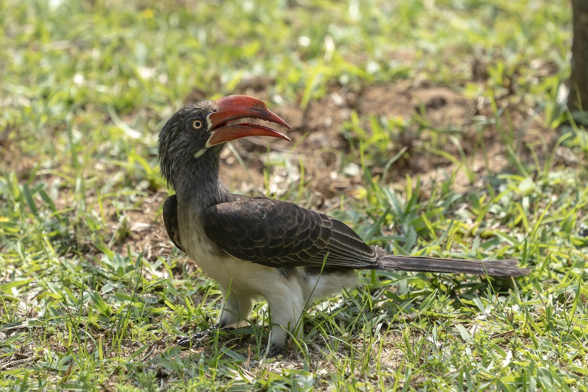 Crowned Hornbill - ML643768440